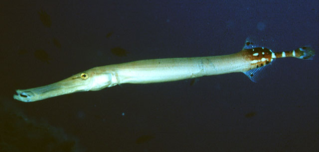 Aulostomus strigosus